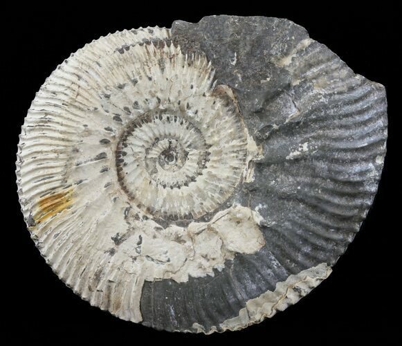 Wide Kosmoceras Ammonite - England #60303